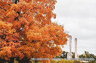 麥吉爾大學軟件工程專業學費多少錢？