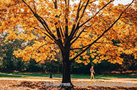 新加坡國立大學法學專業申請條件有哪些？