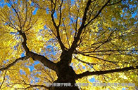 ubc法學院排名多少？