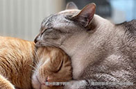 新加坡大學(xué)2024QS排名變化（公立/私立）