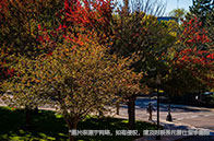 接受雅思拼分的加拿大大學有哪些？