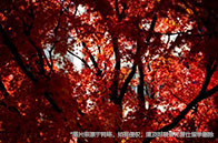 新加坡數據科學碩士大學推薦(附入學要求）