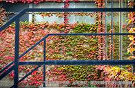 最新美國top30公立大學世界排名一覽